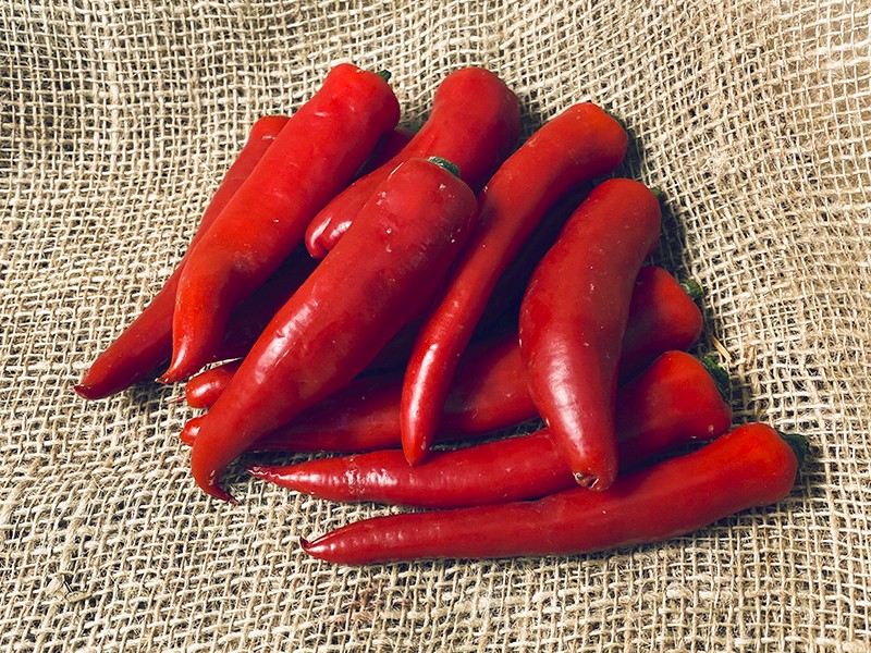 Piment Tabasco BIO - Produit en France